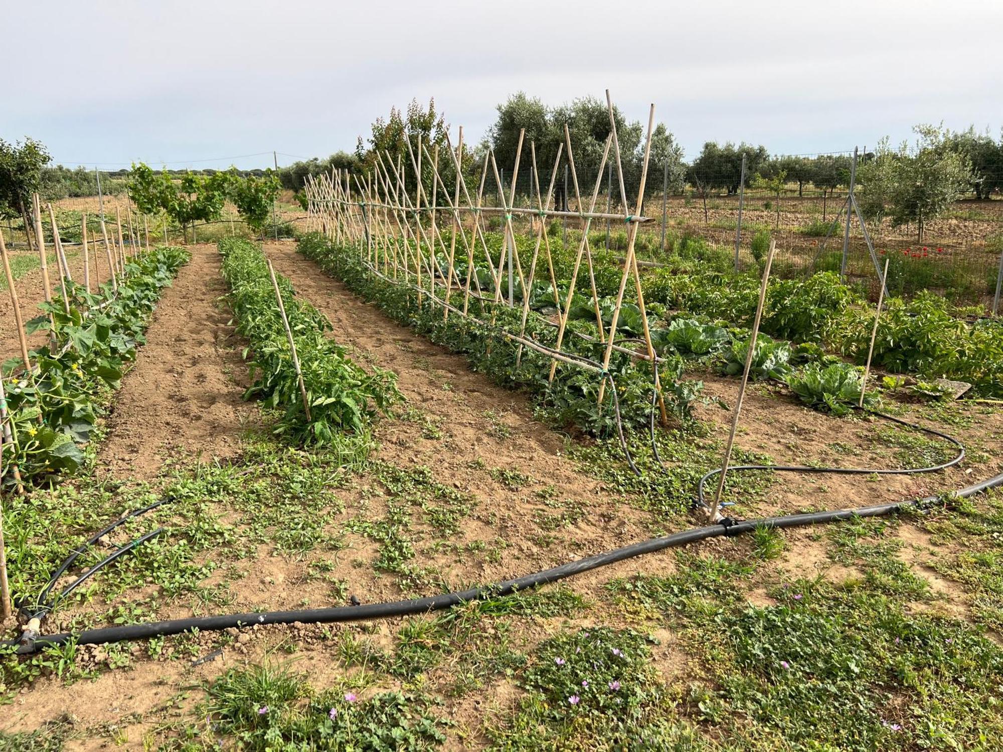 Agriturismo Il Giardino Degli Olivi Appartamenti Кастільйоне-делла-Пеская Екстер'єр фото