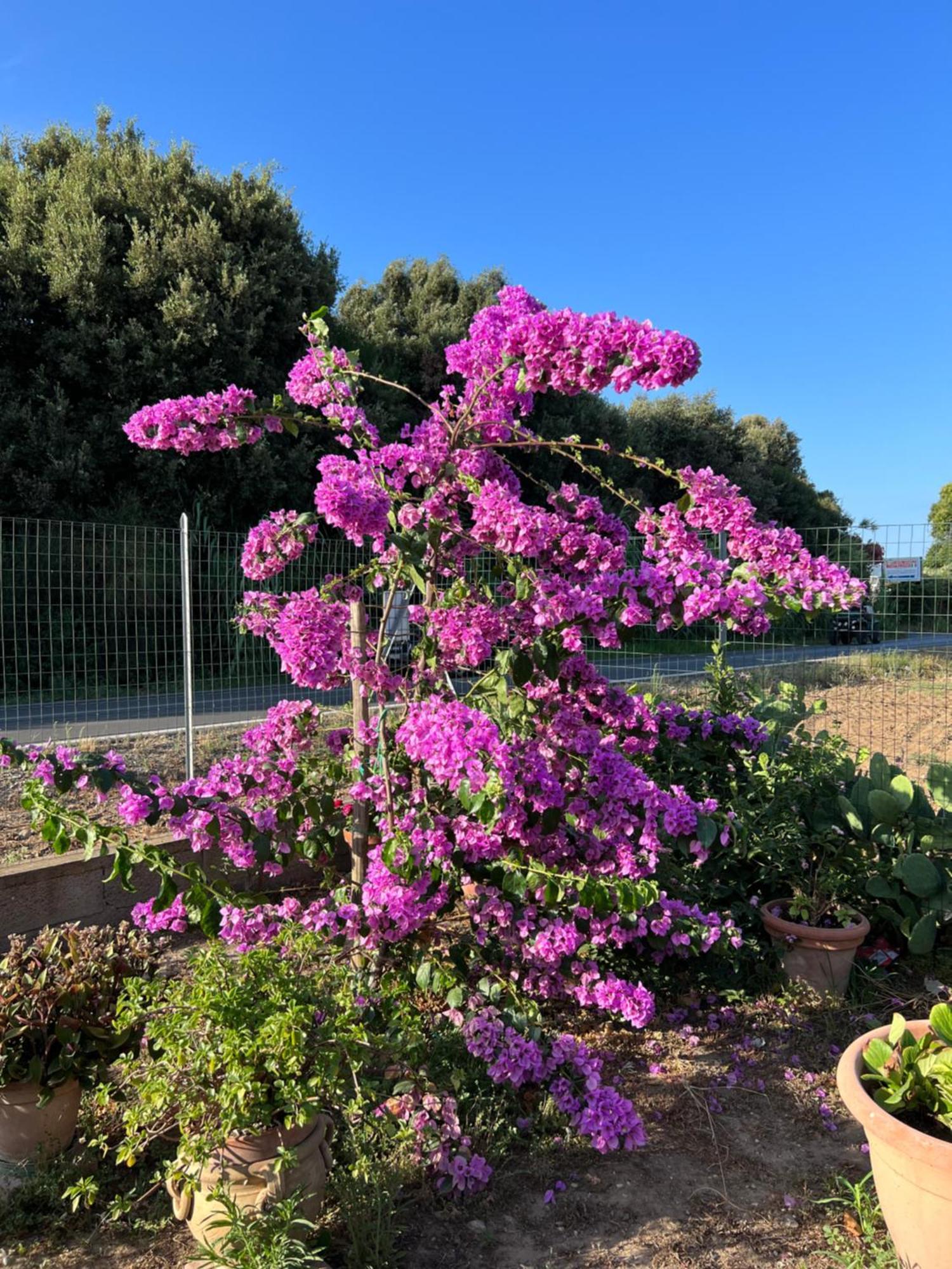 Agriturismo Il Giardino Degli Olivi Appartamenti Кастільйоне-делла-Пеская Екстер'єр фото